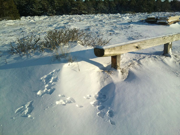 Vinter 2010